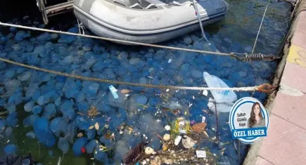Denizin gübresi arttıkça denizanası da çoğalıyor!