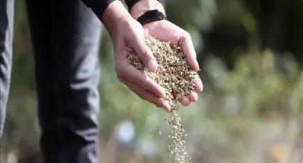 Pirinç ve çeltik ithalatına gümrük vergisine zam geldi