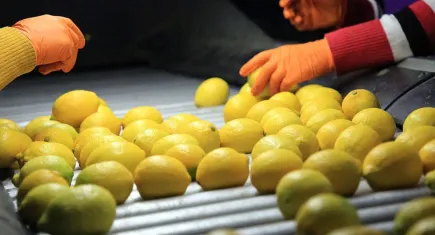 Türkiye Ziraat Odaları Birliği: Limon üreticisinin mağduriyeti devam ediyor!