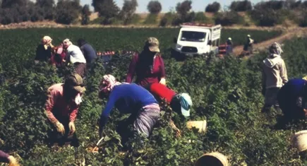 Türkiye Ziraat Odaları Birliği çiftçilerin taleplerini bildirdi