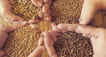 Buğday Derneği’nden öğrencilere çağrı: Okulunuzu ziyaret etmemizi ister misiniz?