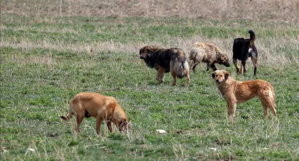 Suçlular başımızda, aramızda… Köpekler dışarı, katiller içeri!