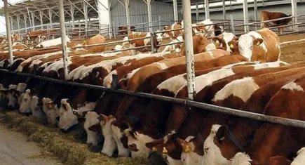 İzmir'e Yeterli İzin Yok! 100 Bin Kapasiteye 7 Bin Sığır