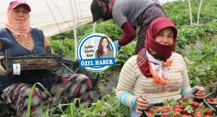 İhmal edilen bir grup: Tarım işçisi kadınlar!