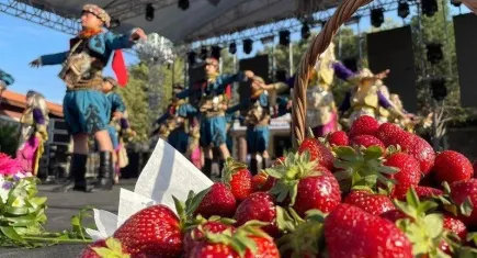 Emiralem Çilek Festivali için geri sayım başladı