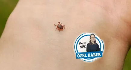 Kene Isırma Olguları artıyor: Uzman Dr. Mustafa Torun uyardı!