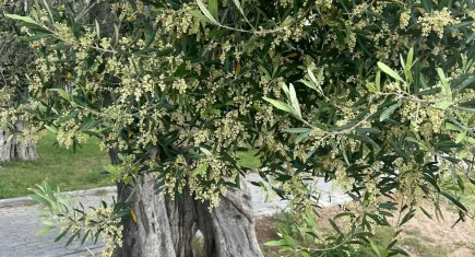 Altıntaş’tan meclise önerge: Zeytinyağındaki kısıtlama kaldırılmalı