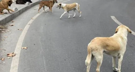 Türkiye’de en çok başı boş köpek İzmir’de!