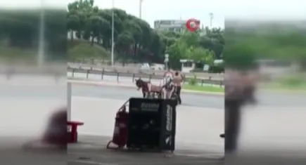 Önce eşeği at arabasına bağlayıp sürükledi sonra sopayla dövdü