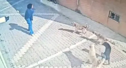 Konya'da sahipsiz köpekler kız öğrenciye saldırdı