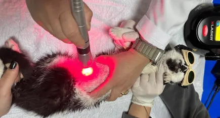 Düşük doz lazer cihazı ile can dostları tedavi ediliyor