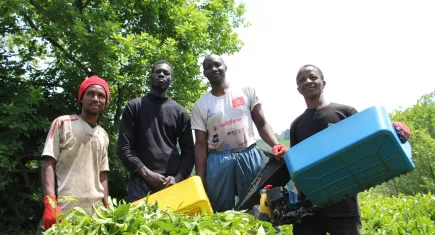 Afrikalı çay işçileri sınır dışı edilecek