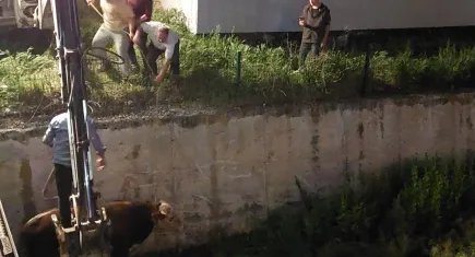 Çorum'da sahibinden kaçan kurbanlık ortalığı birbirine kattı
