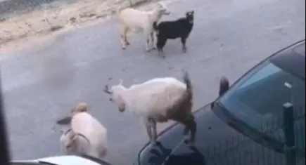 İstanbul'da araba kaputuna çıkan keçiler hasar bıraktı