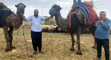 Kurbanlık develer Adıyaman'da yok satıyor