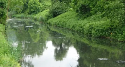 Riva Deresi'nin suyunda pislikler yüzüyor