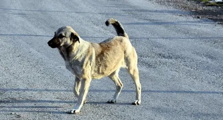 Sokak köpekleri Türkiye'nin gündeminde: Yüzde 83'ü sorun olarak görüyor