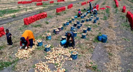 Hasadı başladı: Tarlada 5, pazarda 15!