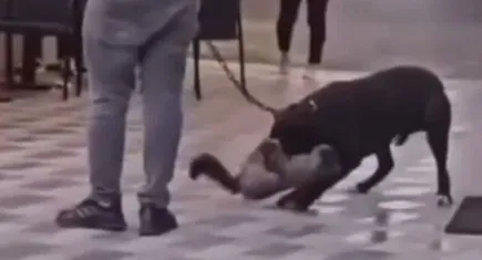 Aliağa'da  yasaklı ırk bir köpek, sokakta saldırdığı kediyi nefessiz bıraktı!