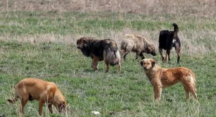 Bakan Yumaklı’dan başıboş köpek açıklaması: 4 milyon köpek var! Türkiye kuduz riskinde yüksek kategoride