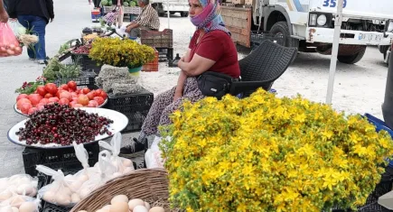 Tüm zamanların en şifalı bitkisi ‘Kantaron’ zamanı  