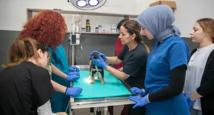 Veteriner sağlık teknikerliği öğrencileri hayvan bakımevinde staj görüyor