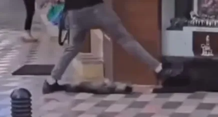 İzmir haber: Yasaklı ırk köpek kediye saldırmıştı: Sahibi adliyede