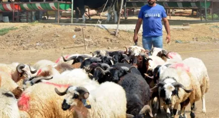 Aliağa'da kurbanlık kesim fiyatları açıklandı