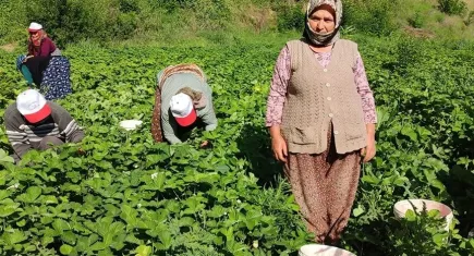 Çilek üreticilerinden düşen fiyatlara tepki