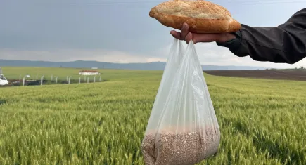 Eskişehir’de çiftçilerin gözü yeni buğday fiyatında