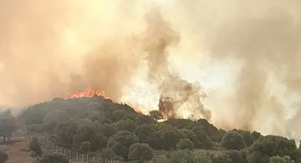 İzmir Haber: Foça'da otluk ve zeytinlik alanda yangın çıktı