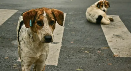 Köpeklerin işkenceyle alınması izleyen çocukları da istismarın bir parçası haline getiriyor!