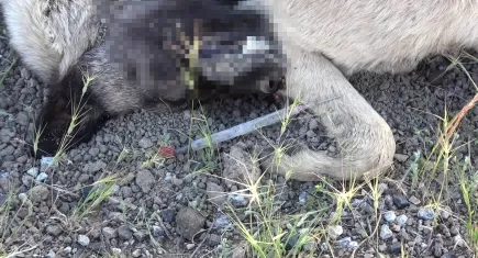 20’nin üzerinde sokak köpeği ölü bulundu