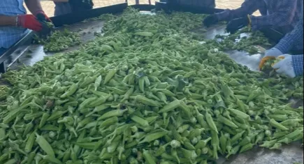 Aydın'da yeşil altın hasadı başladı