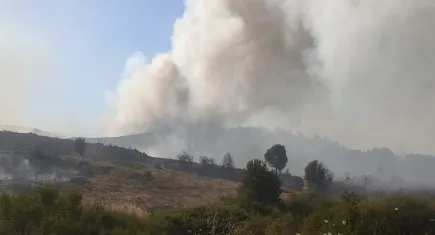İzmir haber: Foça’daki yangın ile ilgili 2 kişi yakalandı