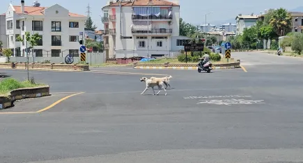 Aydın’da iki gün üst üste köpek saldırısı: Mahalleli endişeli