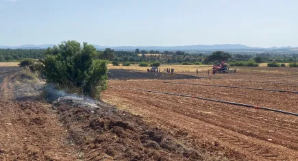 Çanakkale’de orman yangını: Ziraat alanında dumanlar yükseldi
