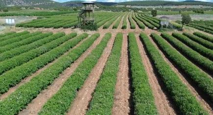 Dudak uçuklatan fiyat: Litresi 12 bin euronun üzerinde!