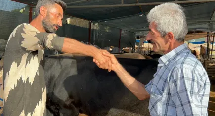 1 ton 50 kiloluk ‘Baron' İzmir'de satıldı