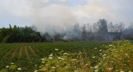 Antalya'da portakal bahçesinde yangın