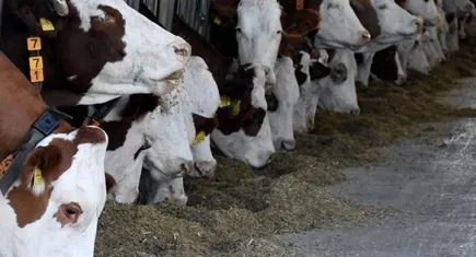 İzmir'de büyükbaş hayvandan alınan numunelerde şap virüsüne rastlanılmadı