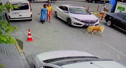 Kocaeli'de vicdansızlığın böylesi: Köpeğe çarpıp yoluna devam etti