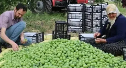 Hasat başladı: Fiyatı 80 TL... Üretici endişeli!