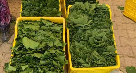 Sıcaklara rağmen  üzüm bağlarında yaprak toplama işlemleri devam ediyor