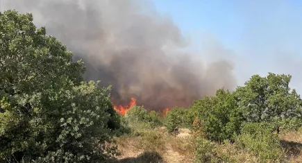 Çanakkale'de ormanlık alanda yangın!