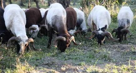 Deprem bölgesinde kurban hareketliliği başladı!