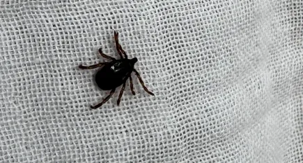 Kene kabusu geri döndü: Beş günde 3 kişi öldü