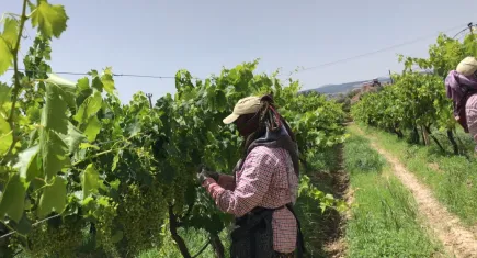 Tarım işçileri için sıcak hava uyarısı!