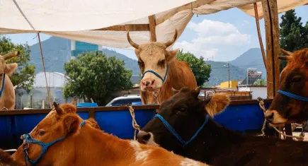 Uzmanlardan Kurban Bayramı uyarısı: Etinizi hemen dondurmayın!