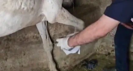 Ayağına çivi batan ve terk edilmiş at bölye kurtarıldı